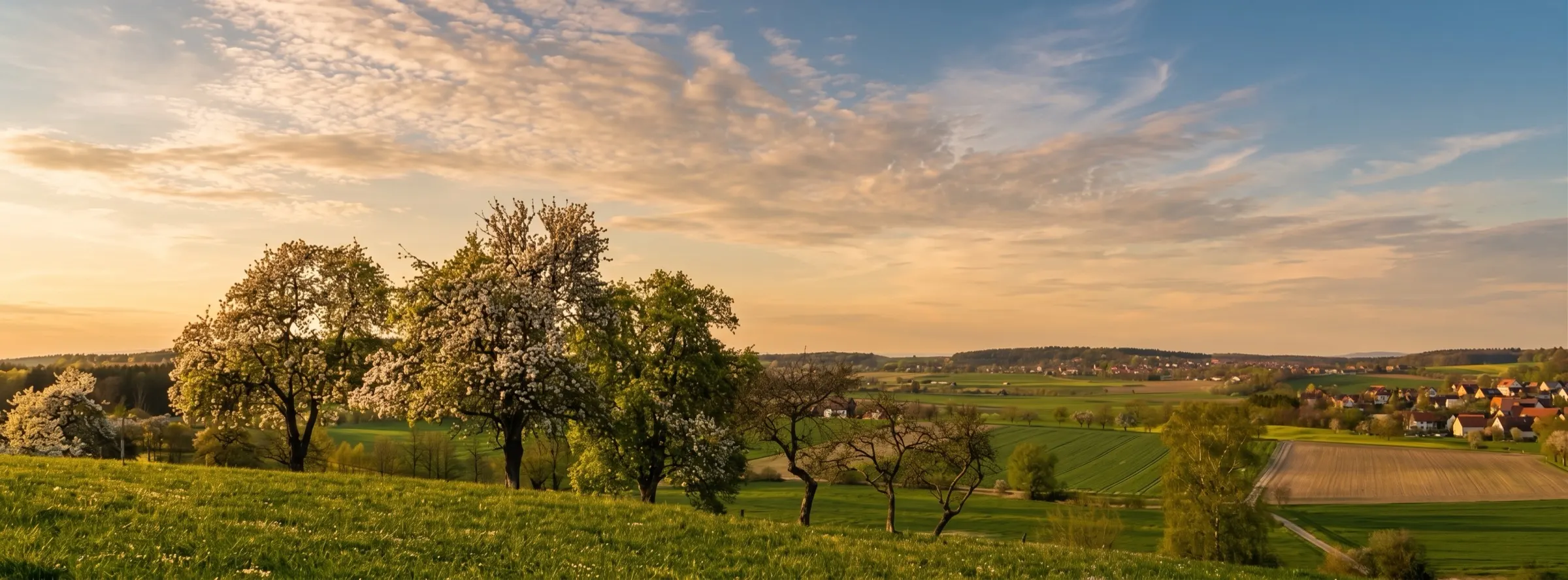 Blühende Streuobstbäume über der Frankenhardter Flur im Abendlicht